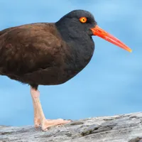 WWN Black Oystercatcher on Beach Driftwood