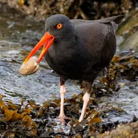 WWN Stunning Black Oystercatcher Shorebird with Clam