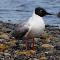 WWN Bonaparte's Gull at the Beach