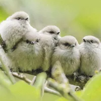 WWN Heartwarming Family Portrait of Bushtit Babies