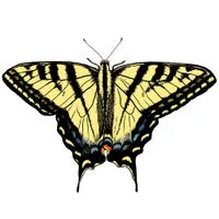 Southwest Yellow Swallowtail Butterfly Designs