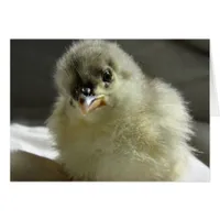 Blue Cochin Chick