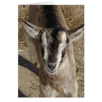 Bunny The Goat
