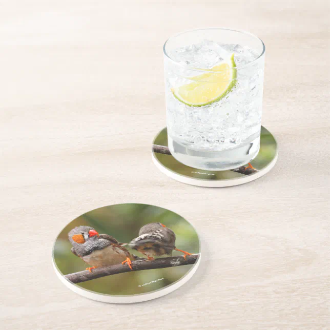 A Cheeky Pair of Zebra Finches Songbirds Coaster