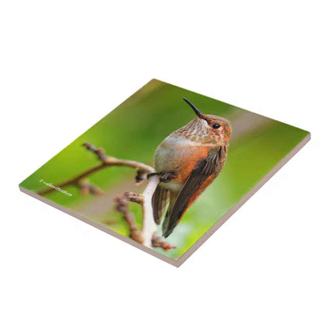 Cute Rufous Hummingbird on Plum Tree Branch Tile