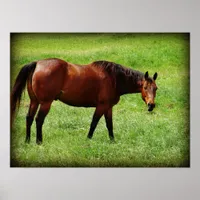 Bay Horse Looking Poster
