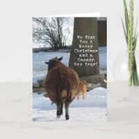 Black Sheep and Cat, Christmas Holiday Card