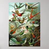 Hummingbirds Poster