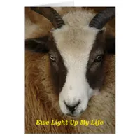 Ewe Light Up My Life