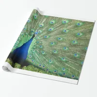 Gift Wrap - Peacock