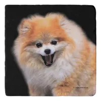 Cute Laughing Pomeranian Dog Trivet