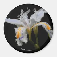 Iris Japonica in the Spotlight Magnet