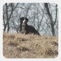 Bernese Mt. Dog Square Sticker