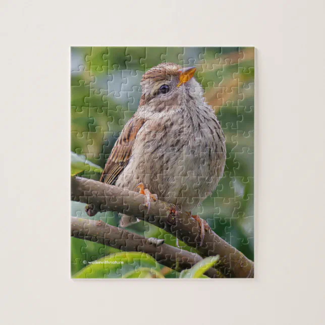 Juvenile White-Crowned Sparrow Jigsaw Puzzle