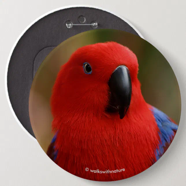 Beautiful "Lady in Red" Eclectus Parrot Button