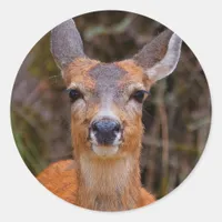 Funny Young Blacktail Deer Smiles at Photographer Classic Round Sticker