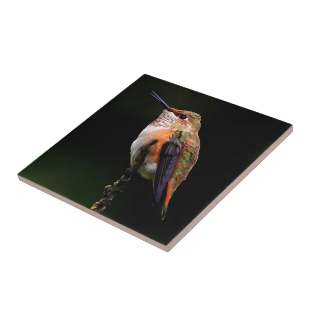 Adorable Rufous Hummingbird on Branch Ceramic Tile