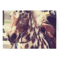 Vintage Appaloosa Show Horse
