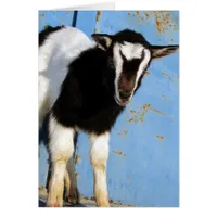Oreo The Goat Kid