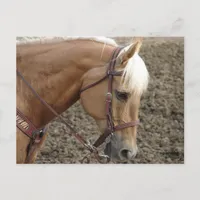 Palomino Western Horse Postcard