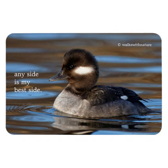 Cute Bufflehead Duck on Sunlit Waters Magnet