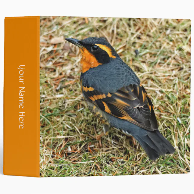 Stunning Varied Thrush on the Lawn 3 Ring Binder