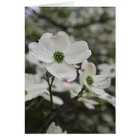 Dogwood Flower Blossoms All Occasions Greeting 