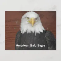 America Bald Eagle  Dubuque Iowa Keepsake   Postcard