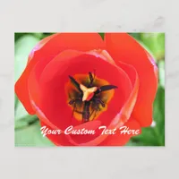 Red Tulip Macro Flower Custom text Postcard