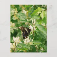 Butterfly Postcard