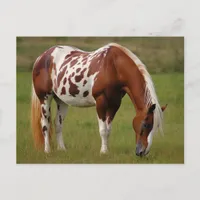 Chubby Pinto Mustang Horse Postcard