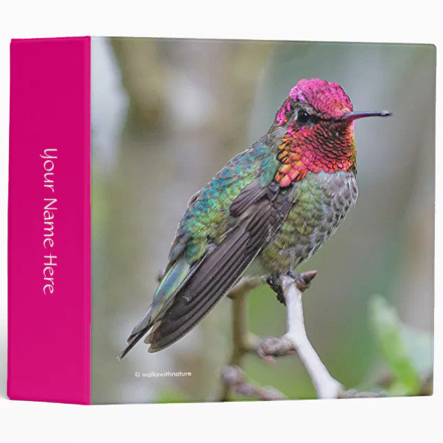 Stunning Male Anna's Hummingbird on the Plum Tree 3 Ring Binder