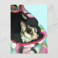 Sugar Glider Wearing a Hat Postcard