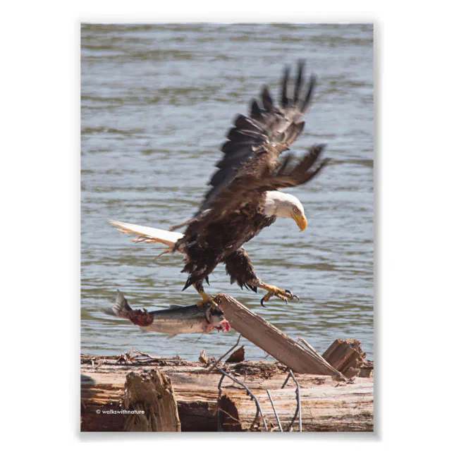 Bald Eagle Tries to Fly Off with Salmon Photo Print