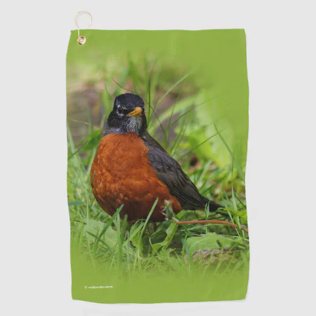 Curious American Robin Songbird in the Grass Golf Towel