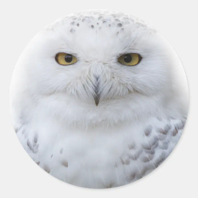 Beautiful, Dreamy and Serene Snowy Owl Classic Round Sticker