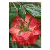 The Last Rose