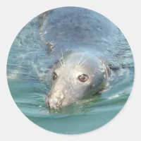 Cute Seal Swimming in Cape Cod Sticker