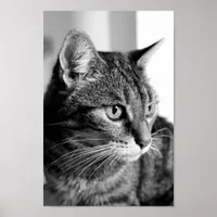 Cat portrait - the thinker poster