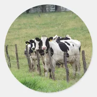 Dairy Cattle Classic Round Sticker