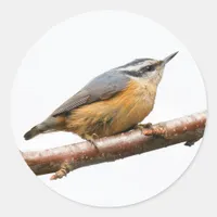 Beautiful Red-Breasted Nuthatch on a Branch Classic Round Sticker
