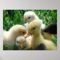 Chicks and Duckling Poster