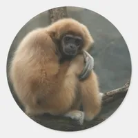 Fluffy white-handed lar gibbon classic round sticker