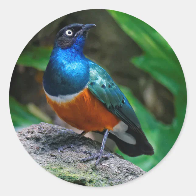 A Stunning African Superb Starling Songbird Classic Round Sticker