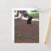 adorable stray black kitty postcard