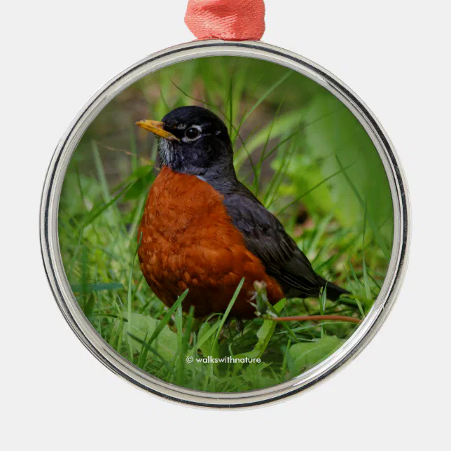 Curious American Robin in the Grass Metal Ornament