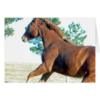 Scotch the Horse