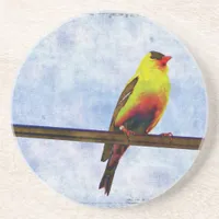 Goldfinch on Power Line Coaster