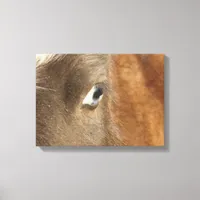 Blue Eyed Mini Filly Canvas Print