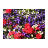 Purple, Red, and White Annual Flowers Acrylic Print